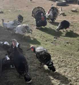 photo Turkeys at Farm